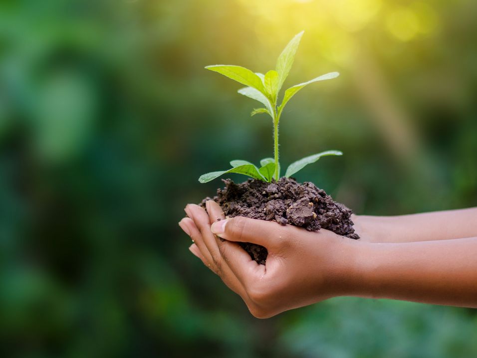 Two hands holding soil with a small green plant in front of a blurred green background
